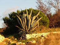 agave